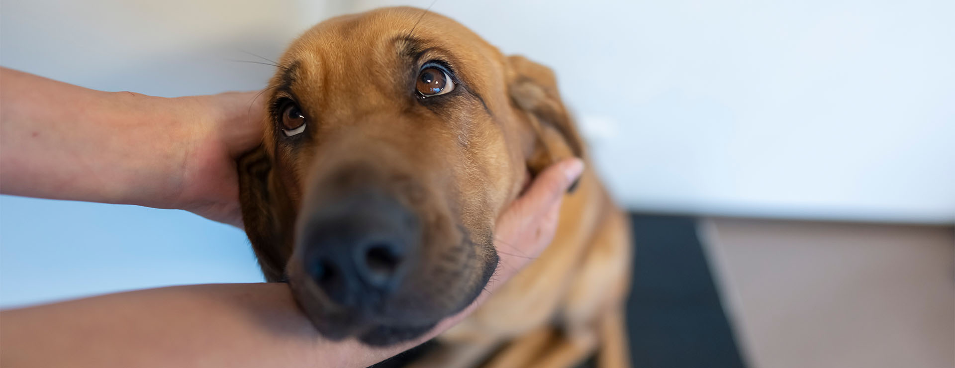 Hund in der Kleintierpraxis Windisch